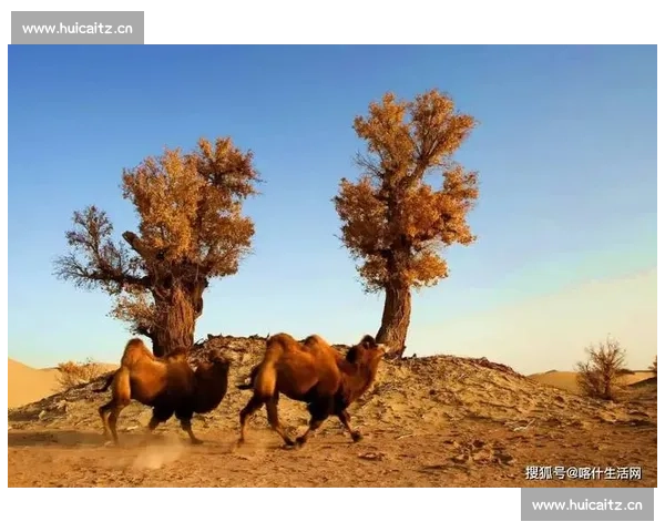 喀什杯燃爆中亚！新疆用足球架起丝路新桥梁